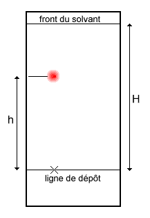 mesure du rapport frontal